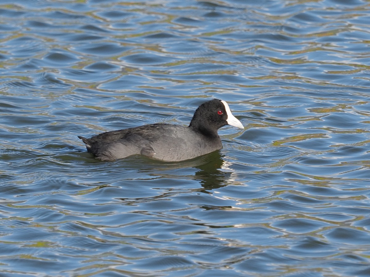 Foulque des Hawaï - ML642930377
