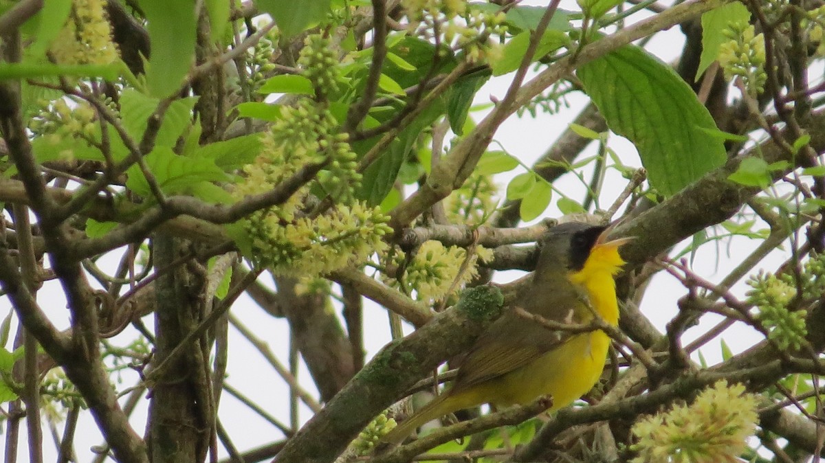 Southern Yellowthroat - ML642930380