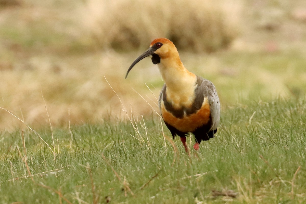 Black-faced Ibis - ML642930398