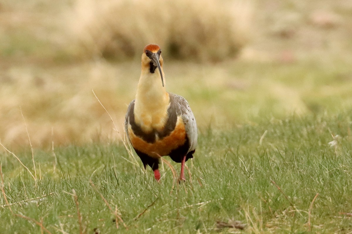 Black-faced Ibis - ML642930399