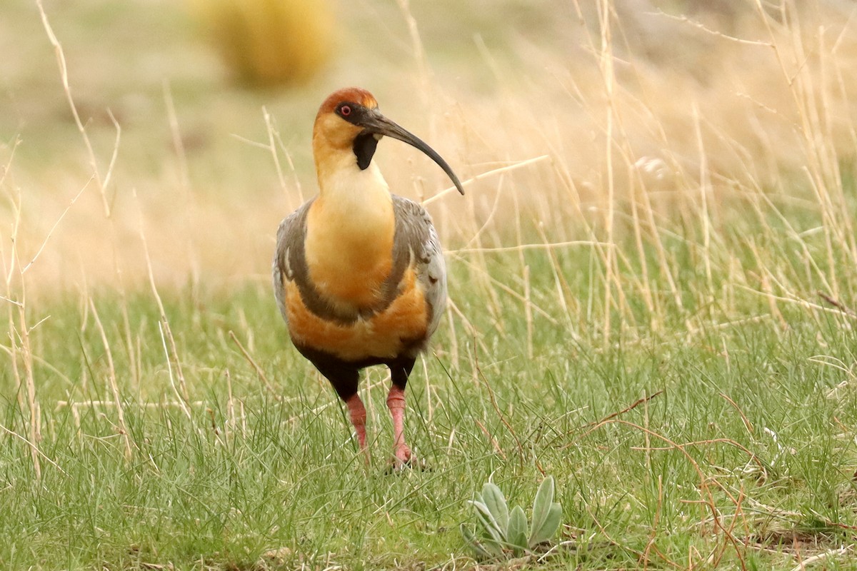 Black-faced Ibis - ML642930401