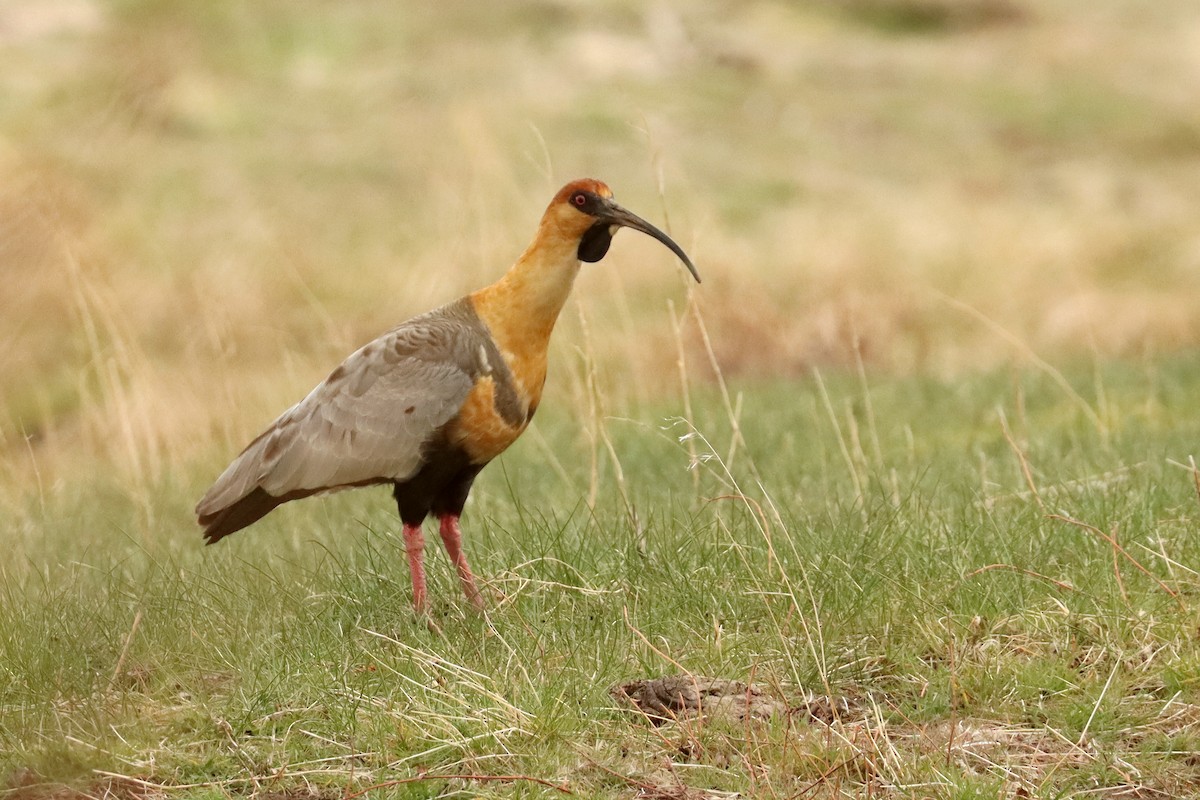 Black-faced Ibis - ML642930402