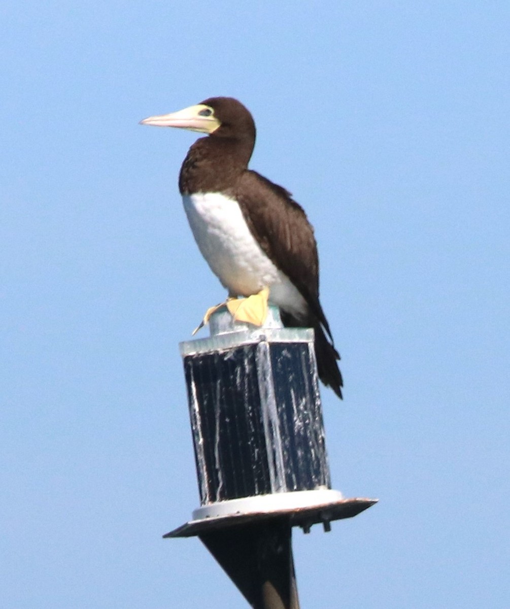 白腹鰹鳥 - ML642930443