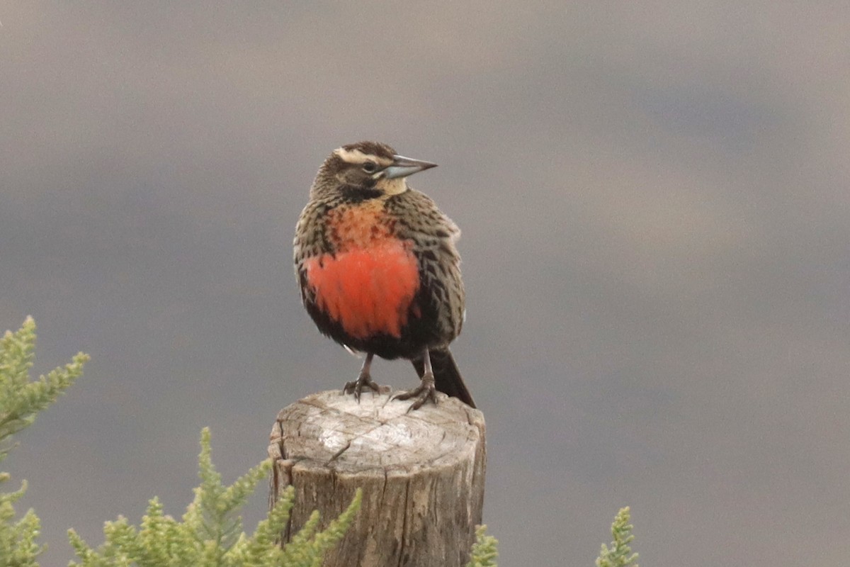 Long-tailed Meadowlark - ML642930455