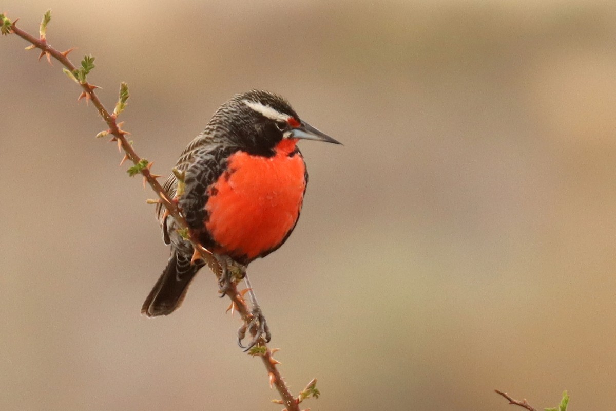 Long-tailed Meadowlark - ML642930458