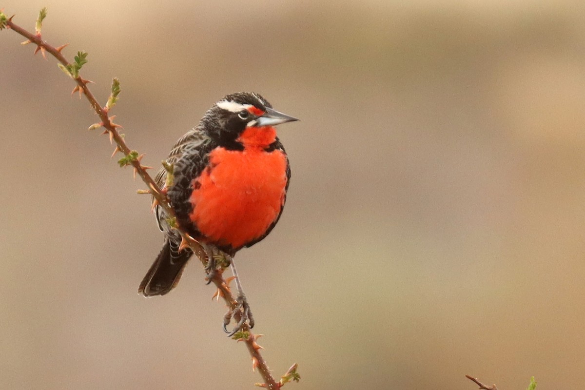 Long-tailed Meadowlark - ML642930459