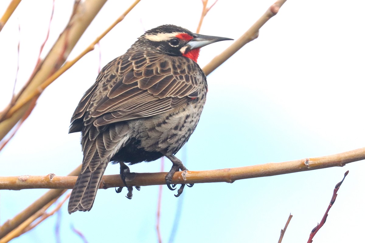 Long-tailed Meadowlark - ML642930461