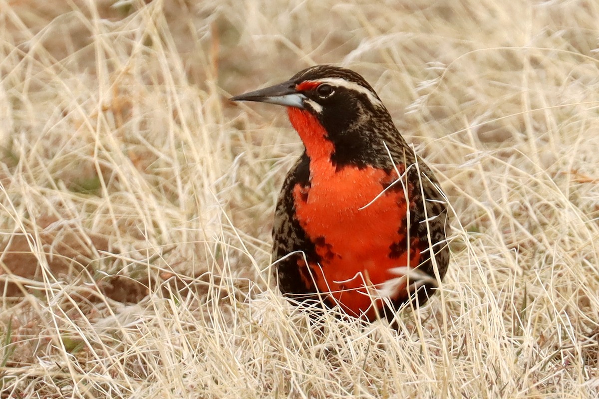 Long-tailed Meadowlark - ML642930462