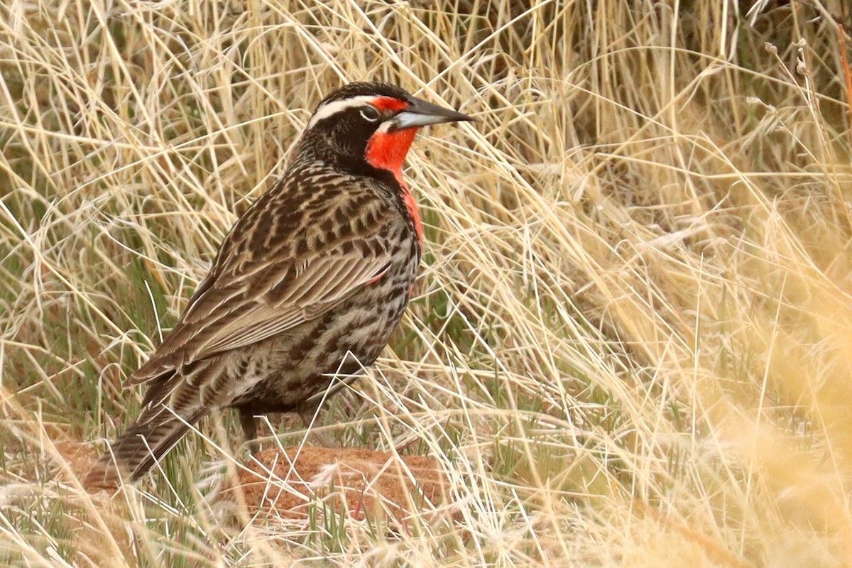 Long-tailed Meadowlark - ML642930463