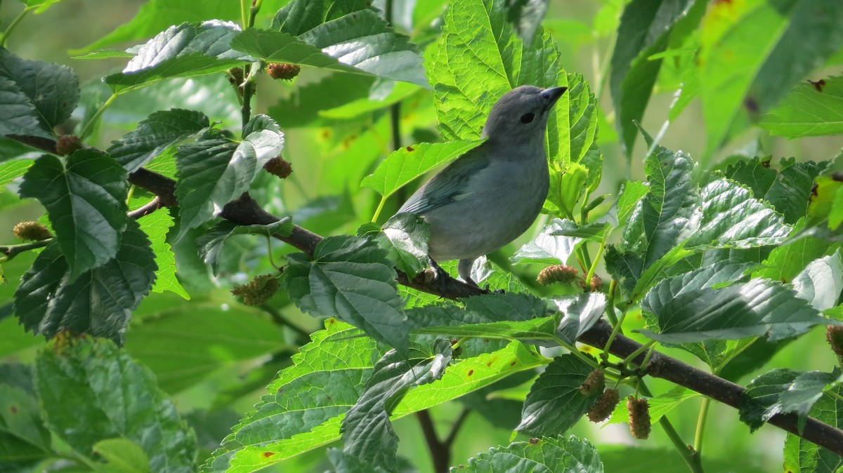 ハイガシラソライロフウキンチョウ - ML642930478
