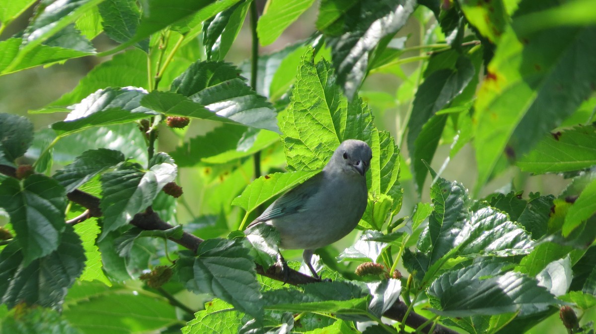 ハイガシラソライロフウキンチョウ - ML642930479
