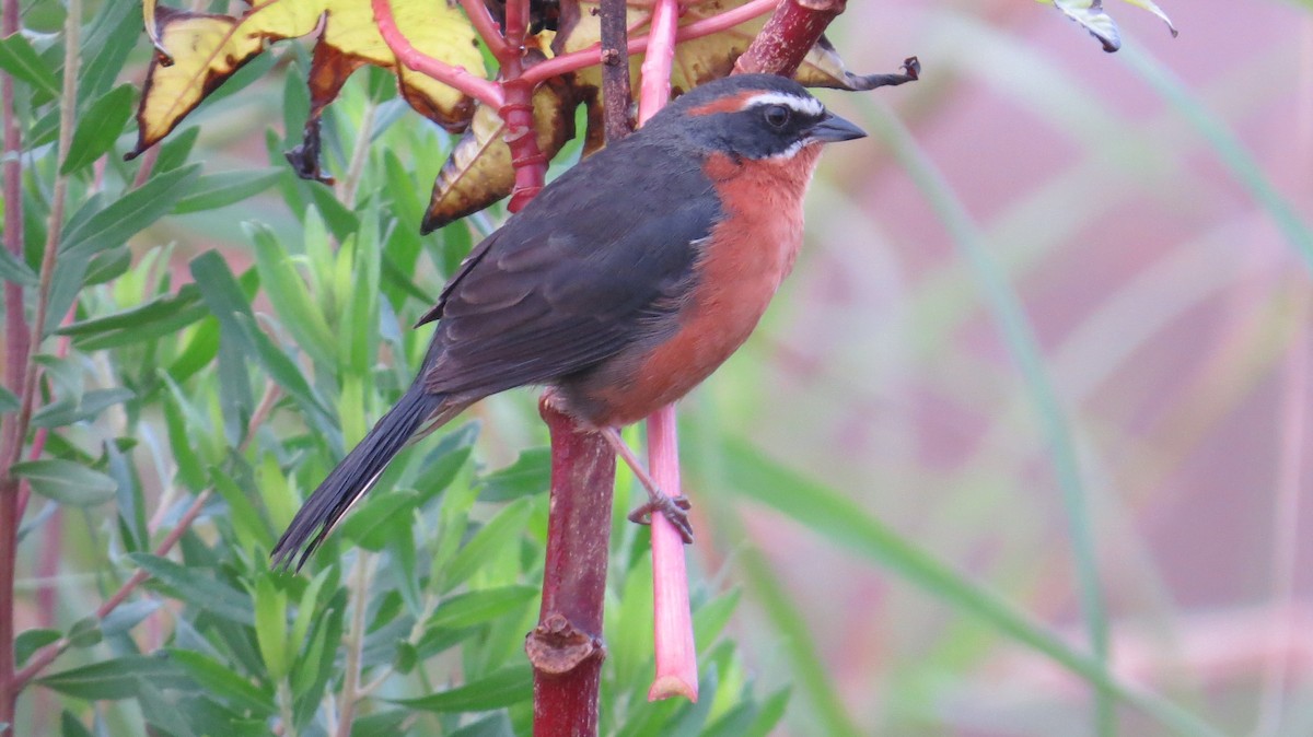 Black-and-rufous Warbling Finch - ML642930488