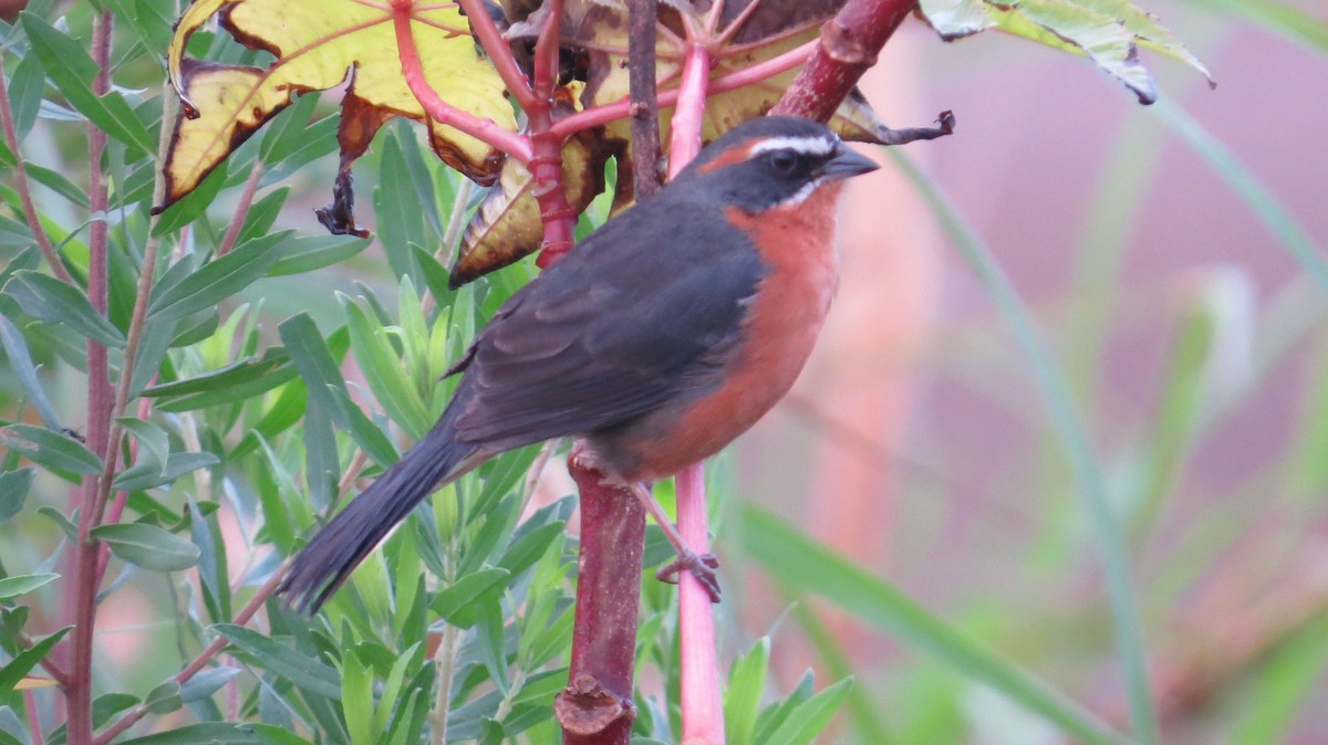 Black-and-rufous Warbling Finch - ML642930490
