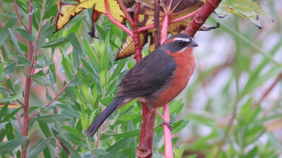 Black-and-rufous Warbling Finch - ML642930491
