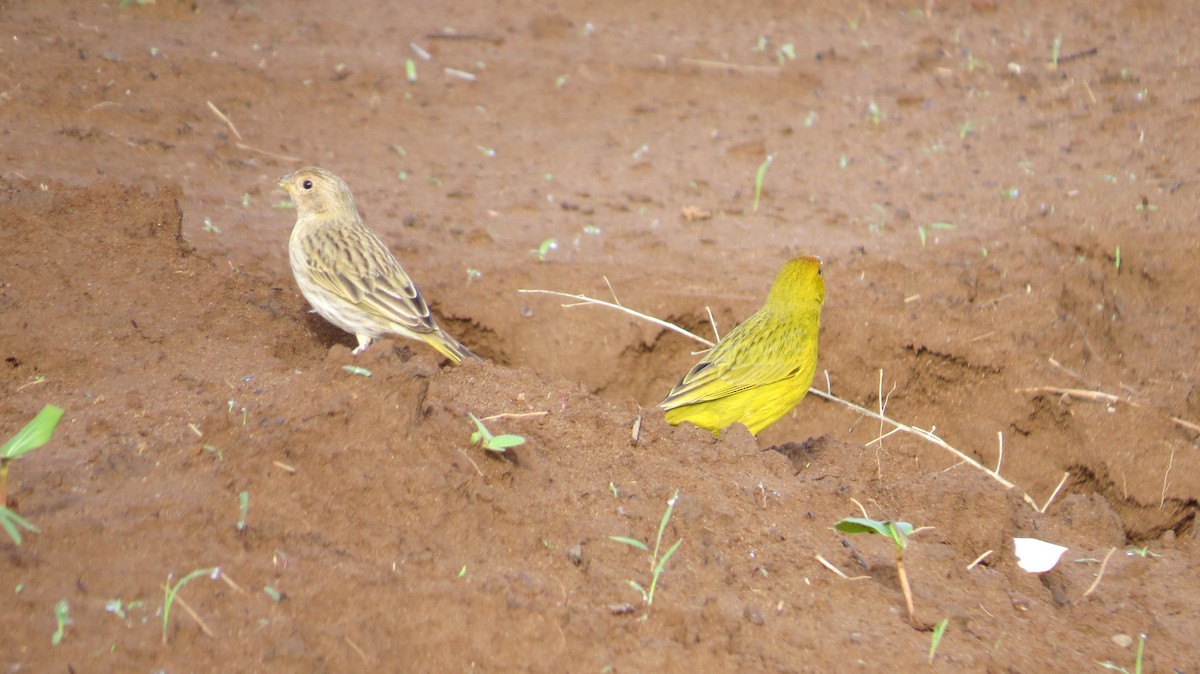 キンノジコ - ML642930494