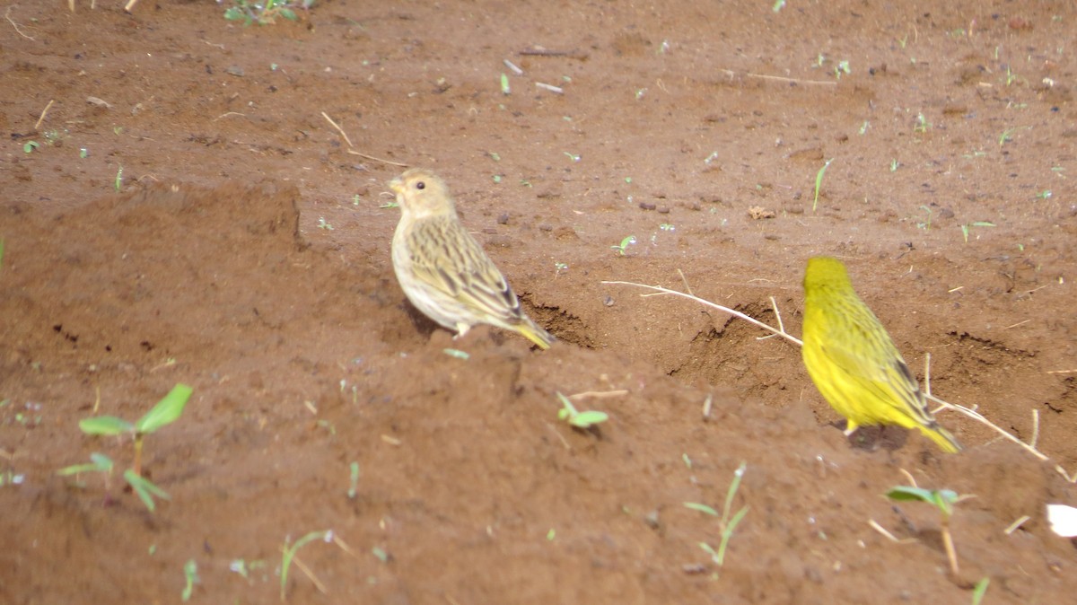 キンノジコ - ML642930495