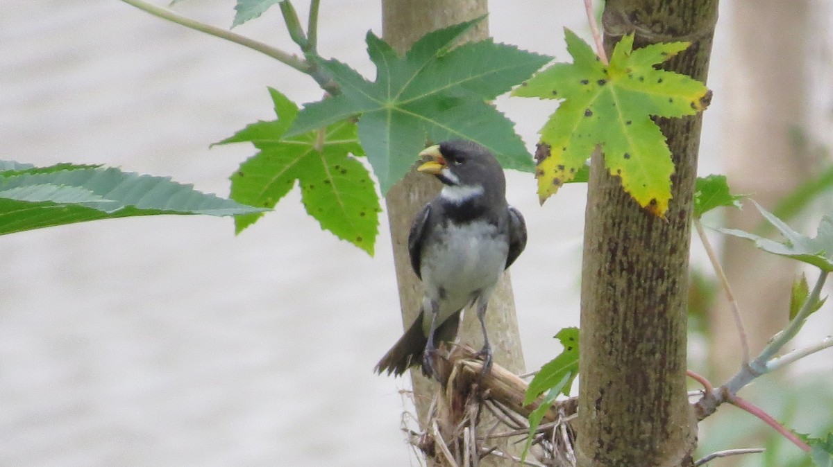 Double-collared Seedeater - ML642930500