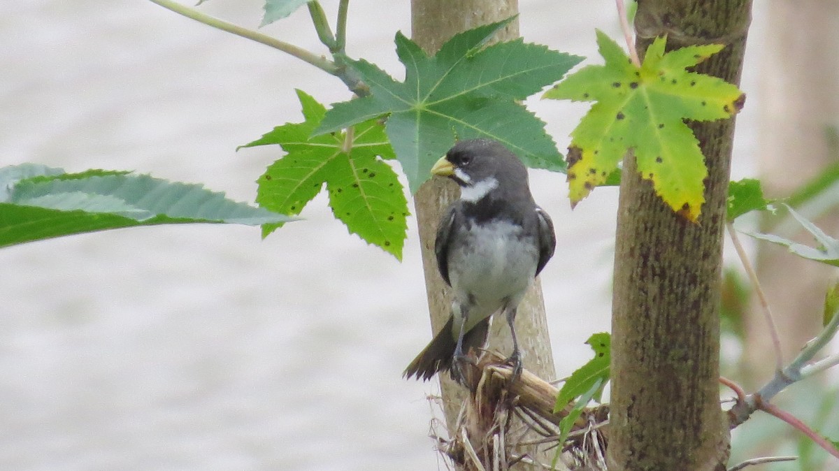 Double-collared Seedeater - ML642930501
