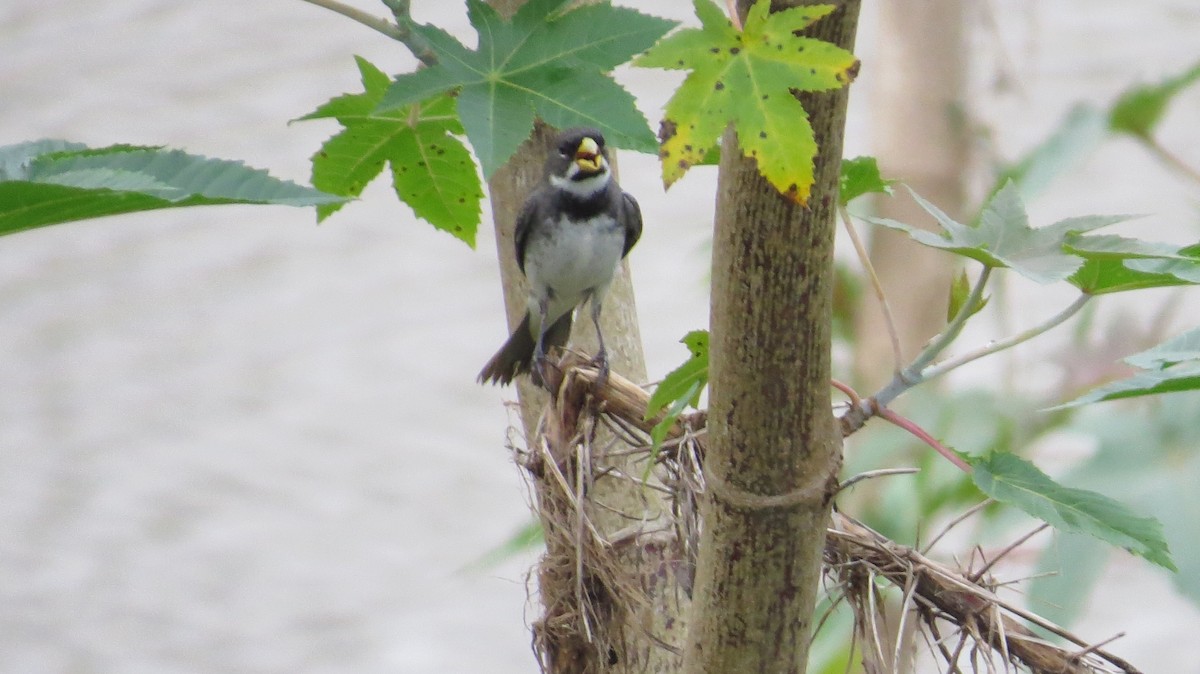 Double-collared Seedeater - ML642930502