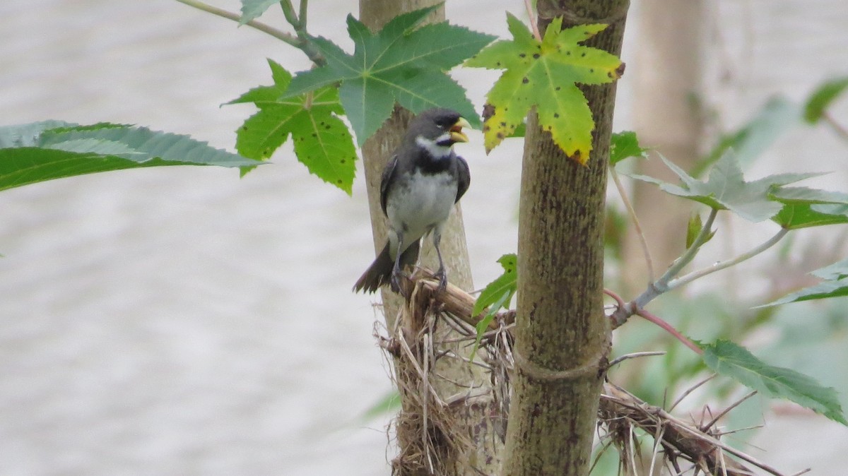 Double-collared Seedeater - ML642930503