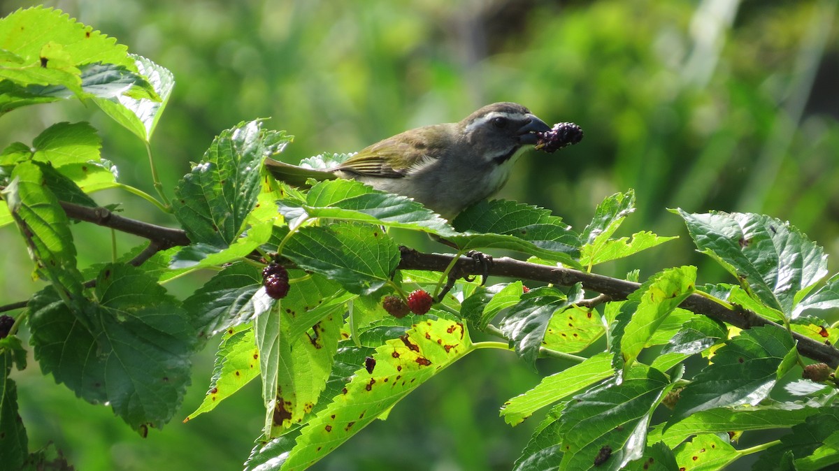 オリーブイカル - ML642930512