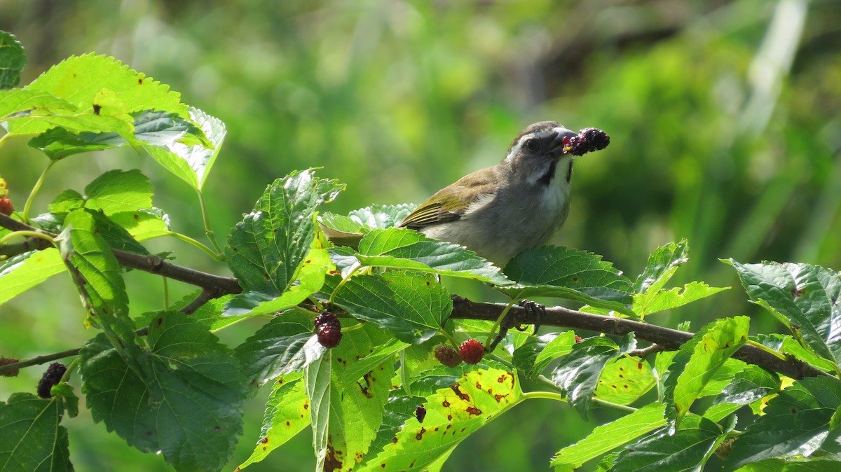 オリーブイカル - ML642930513