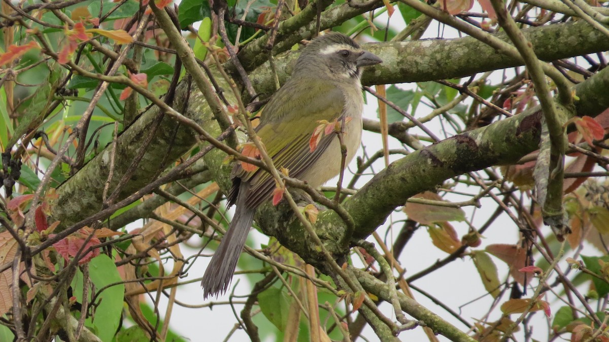 オリーブイカル - ML642930514