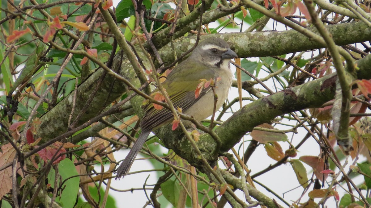 オリーブイカル - ML642930515