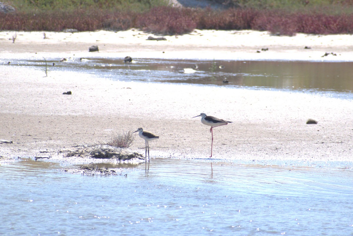 pisila čáponohá - ML642930516