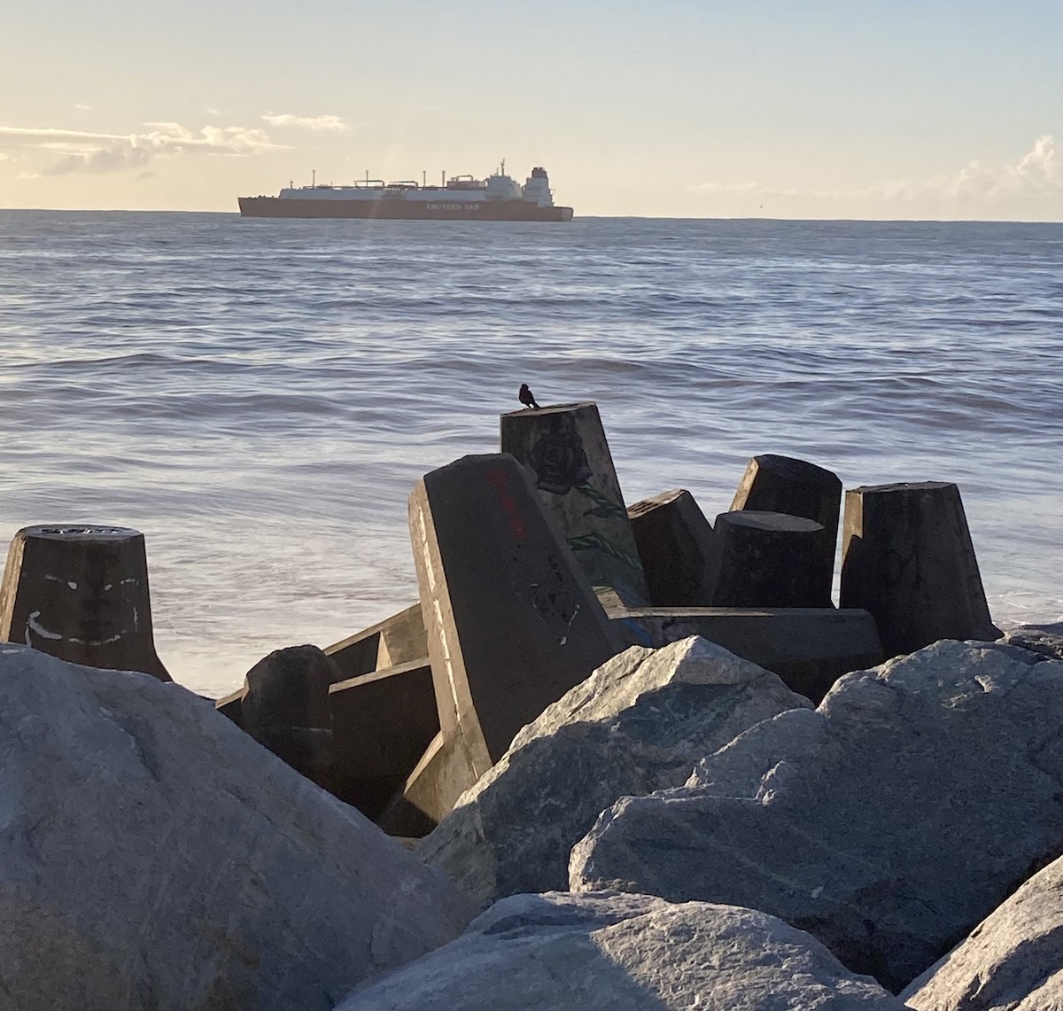 Seaside Cinclodes - ML642930542