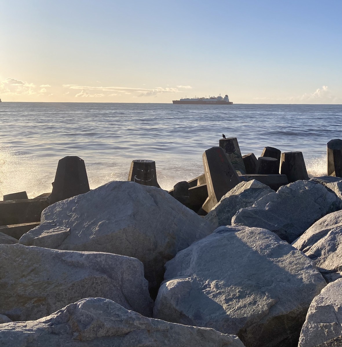 Seaside Cinclodes - ML642930543