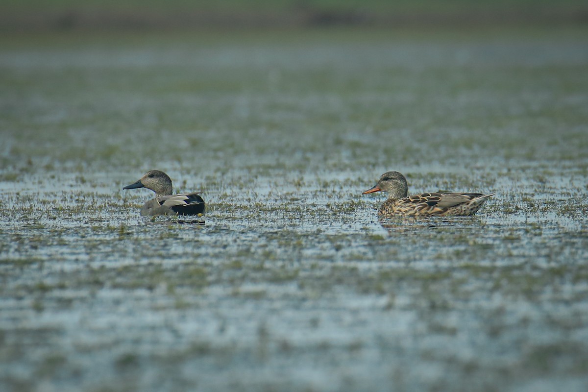 Gadwall - ML642930553