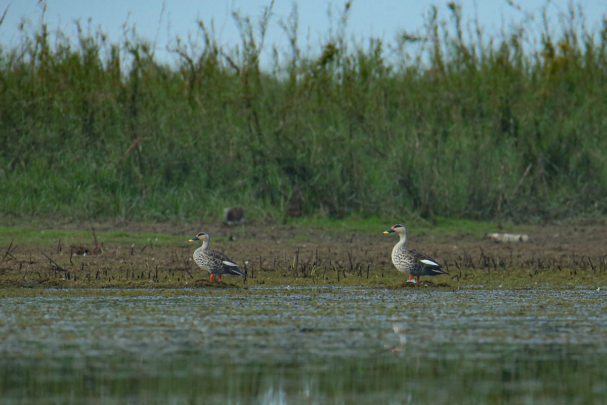 Indian Spot-billed Duck - ML642930571