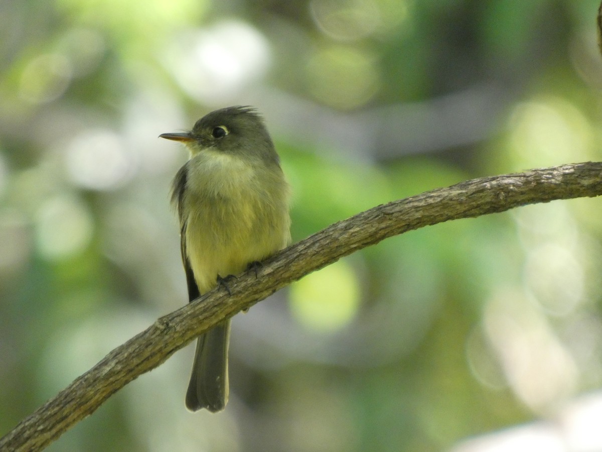 Cuban Pewee - ML642930573