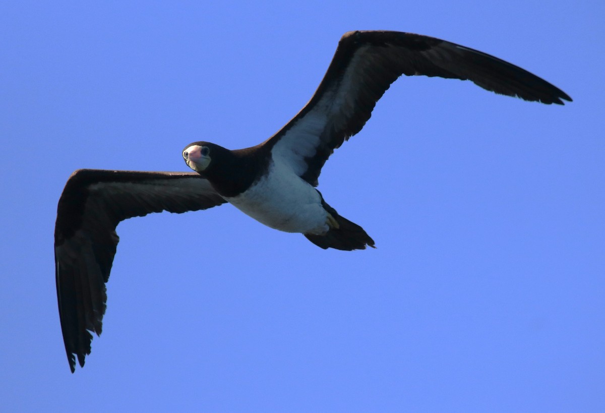 白腹鰹鳥 - ML642930575