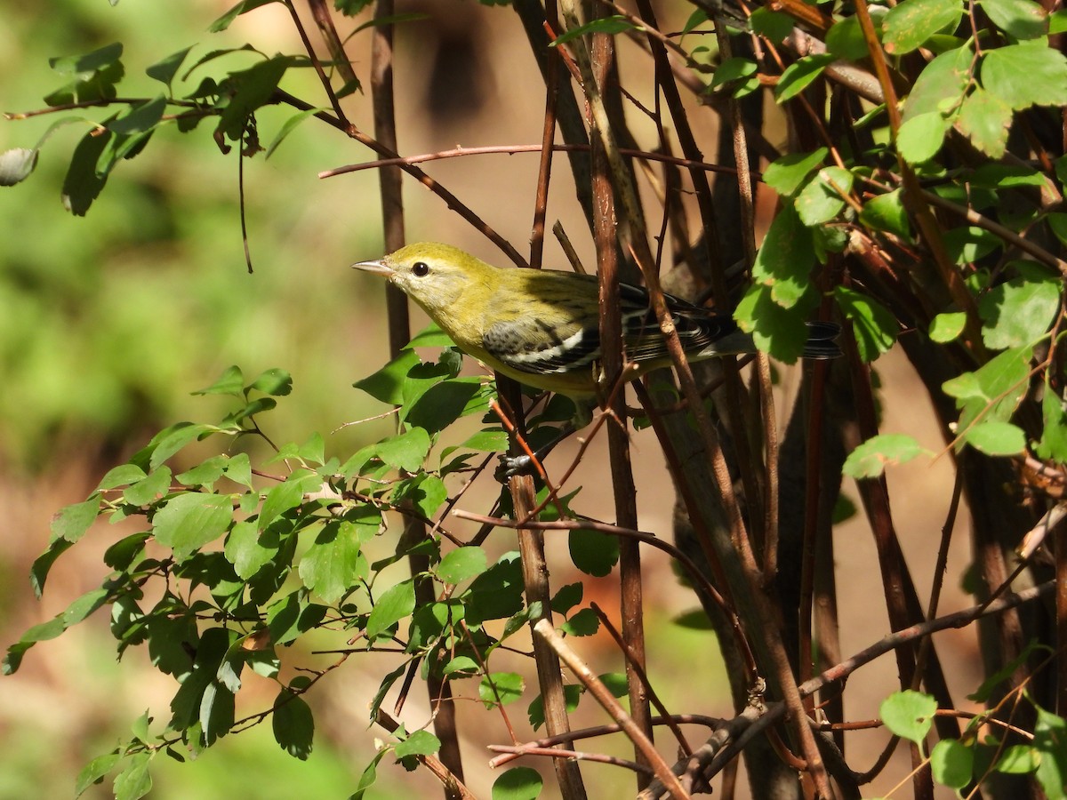 Bay-breasted Warbler - ML642930576