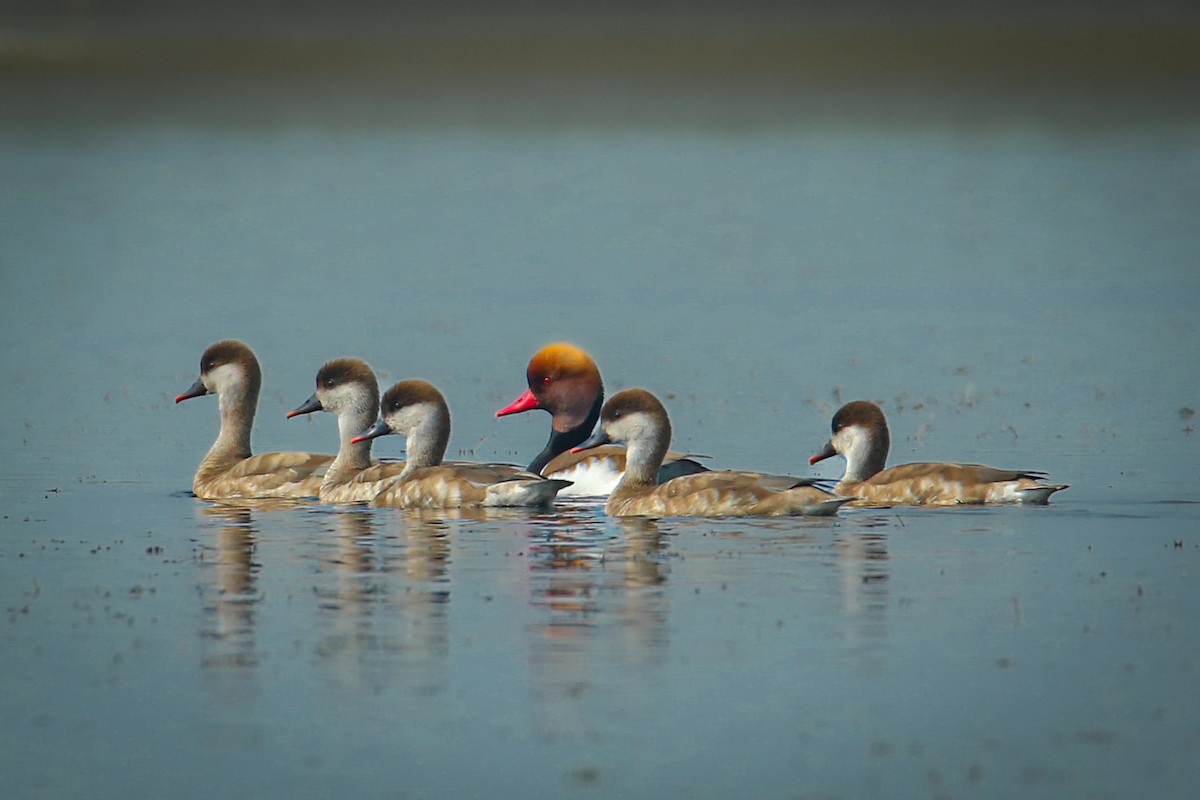 Red-crested Pochard - ML642930581