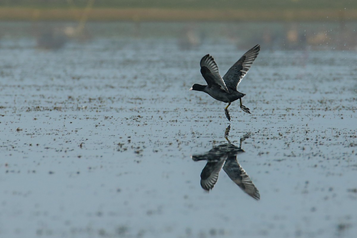 Eurasian Coot - ML642930591