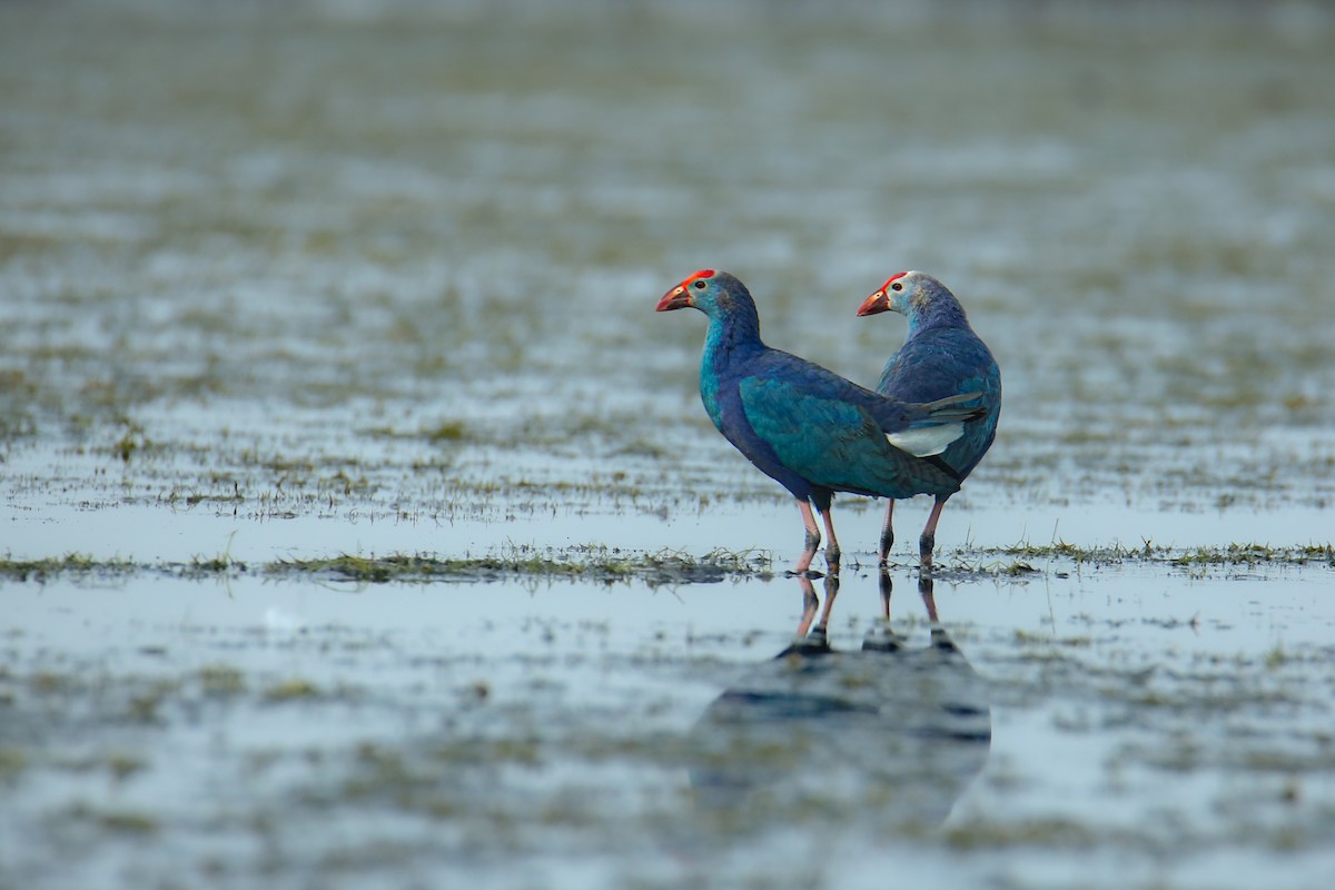 Gray-headed Swamphen - ML642930595