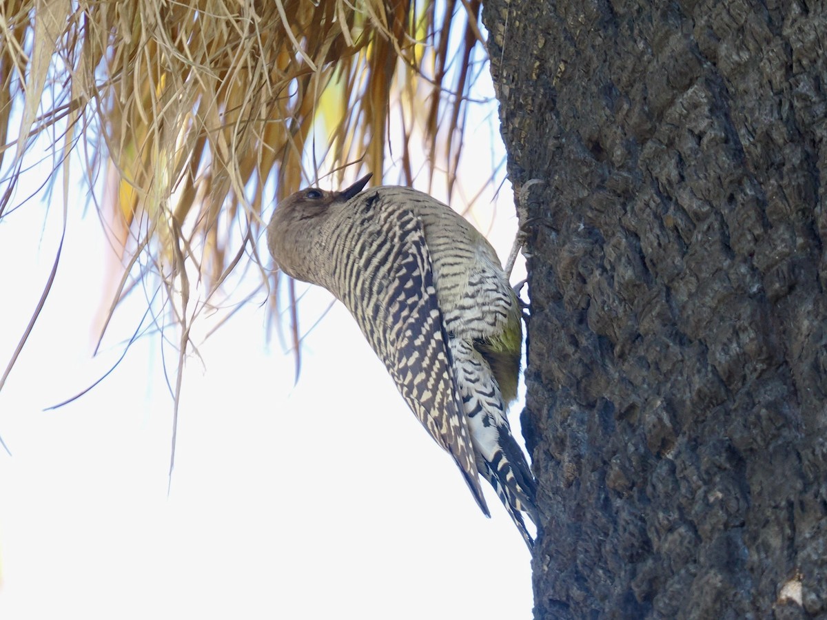 Williamson's Sapsucker - ML642930622