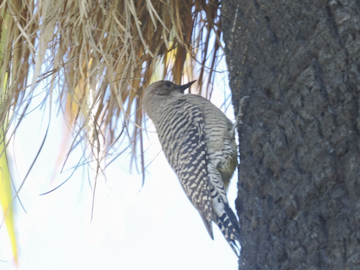 Williamson's Sapsucker - ML642930623