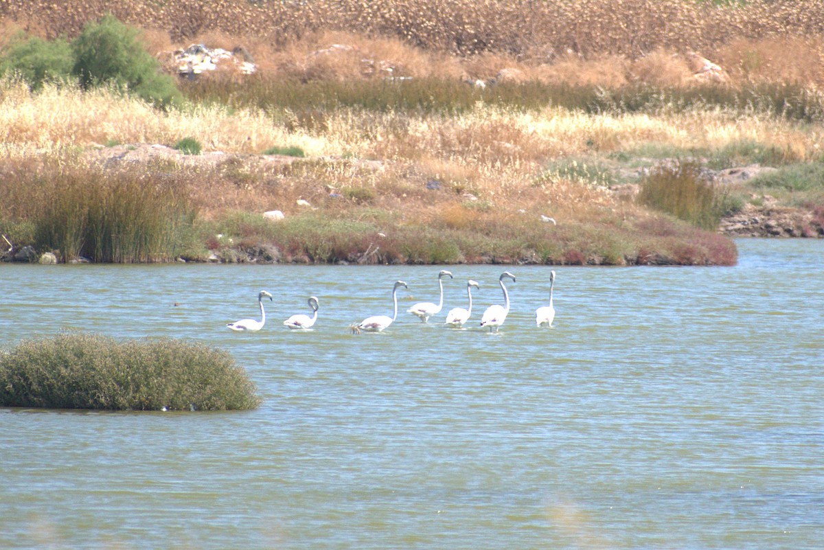 plameňák růžový - ML642930632