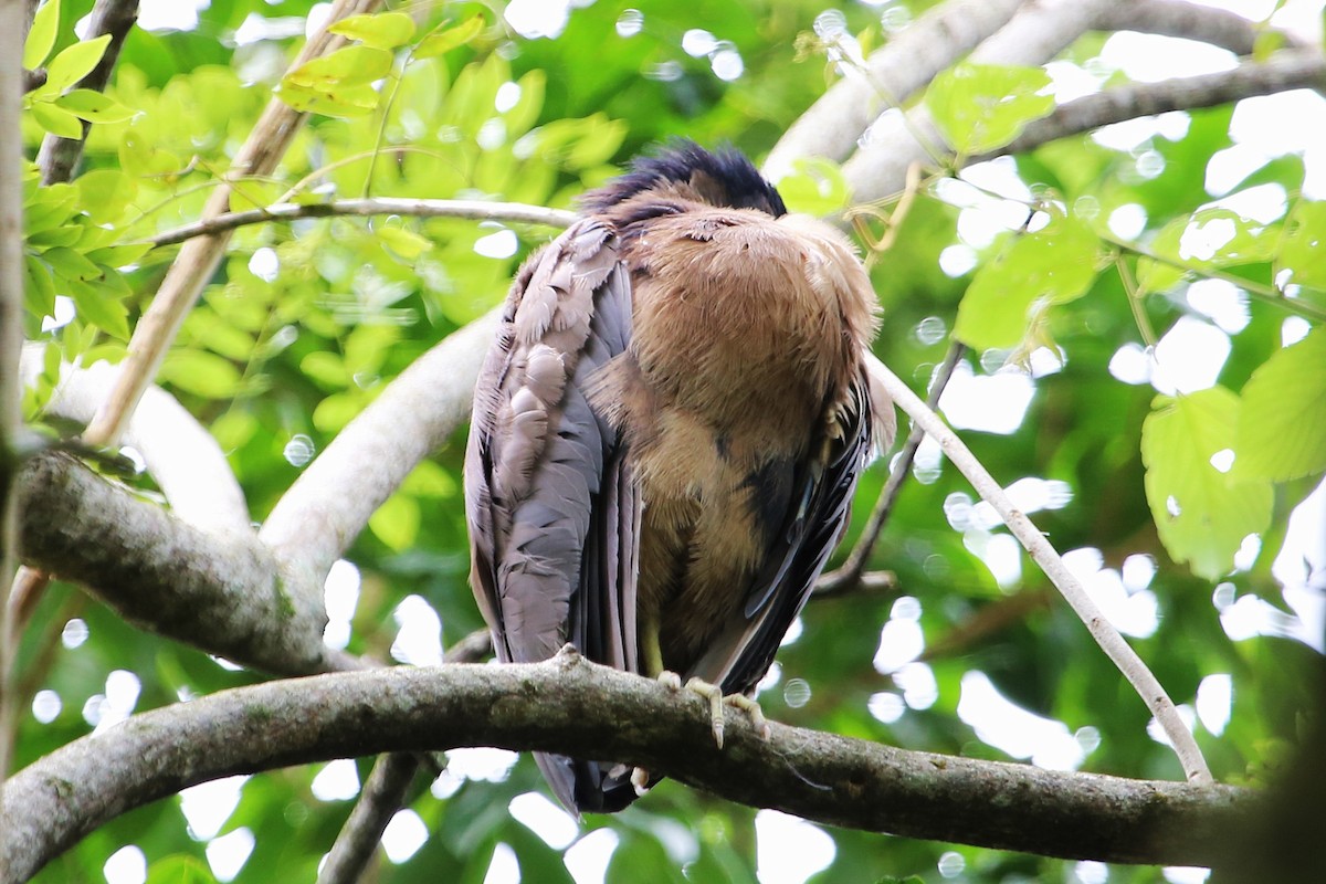 Boat-billed Heron - ML642930633