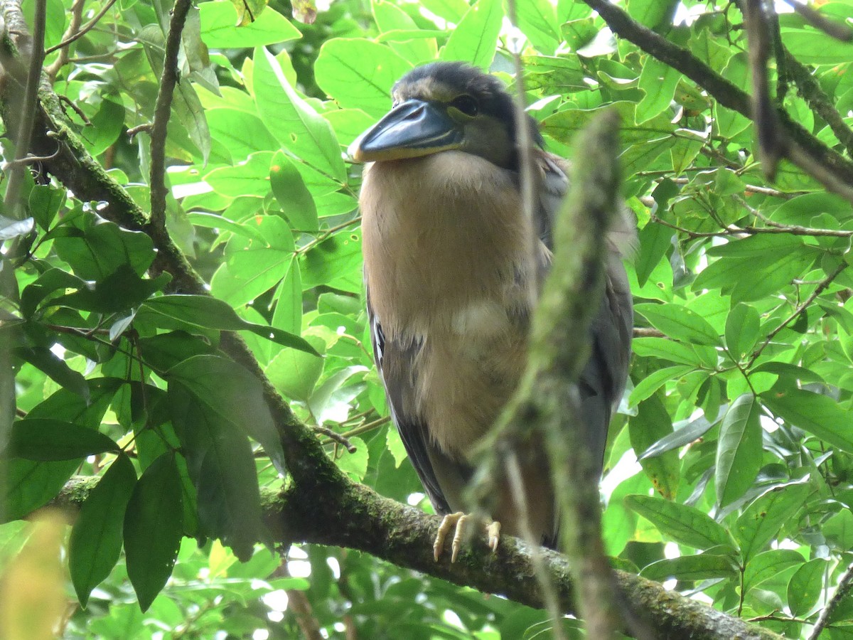 Boat-billed Heron - ML642930634