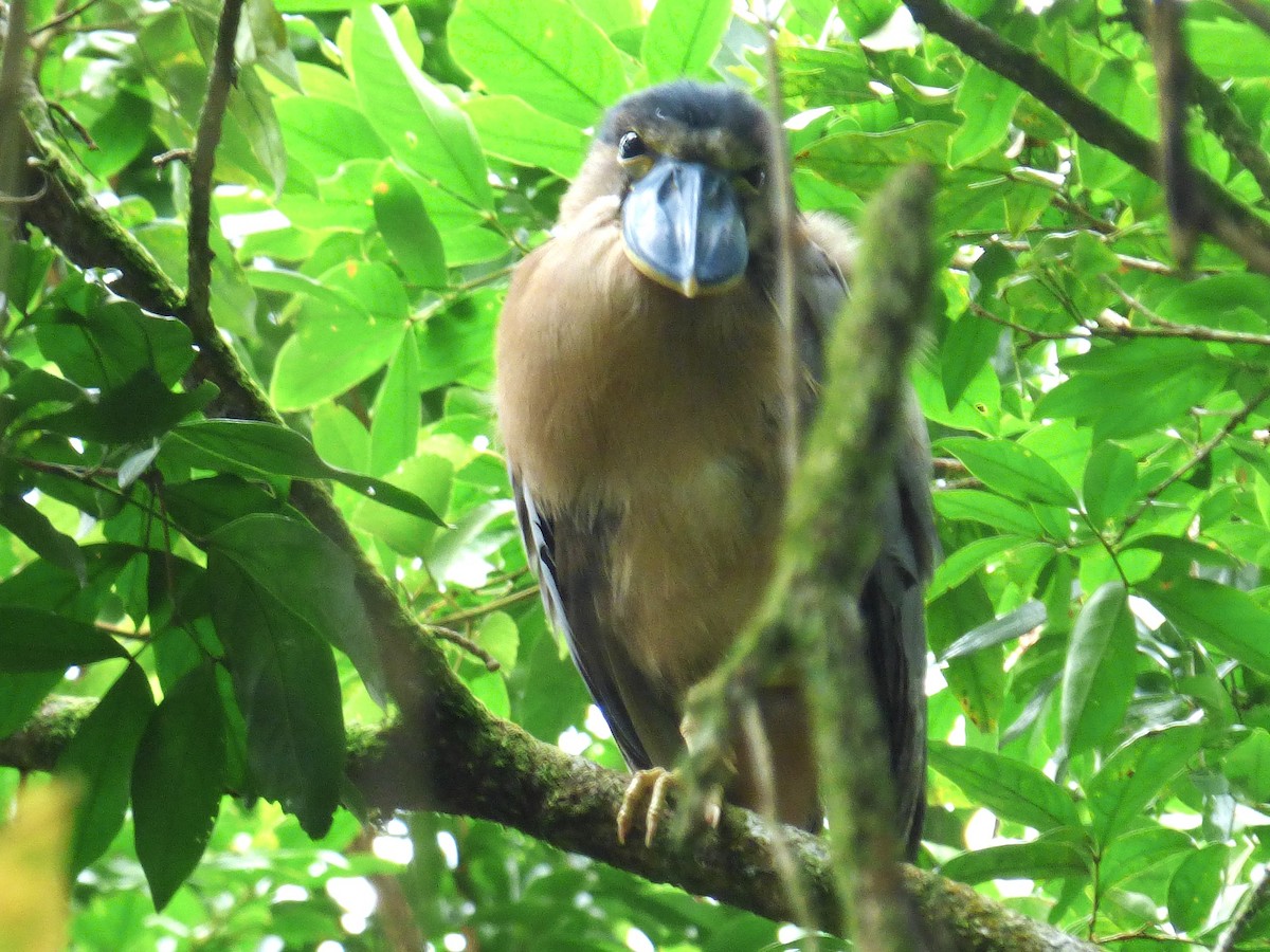 Boat-billed Heron - ML642930635
