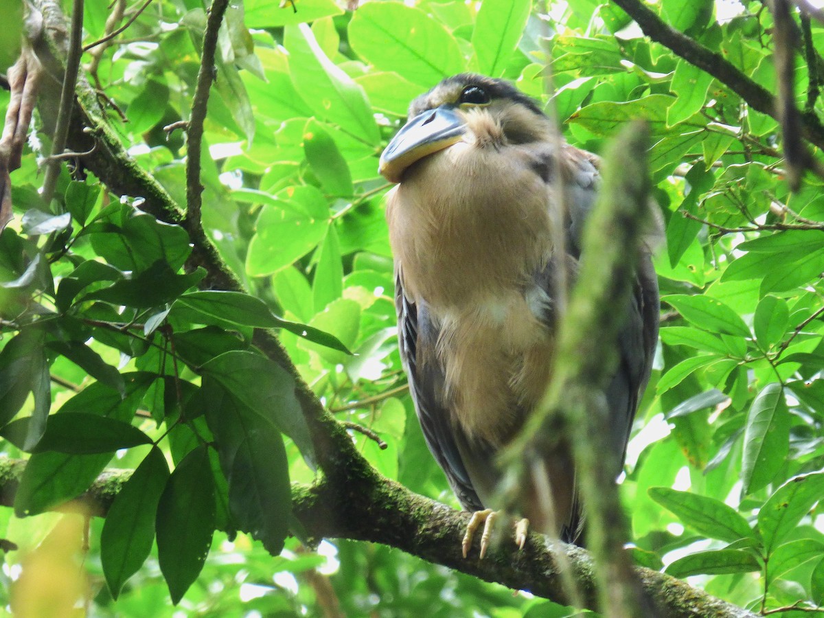Boat-billed Heron - ML642930636