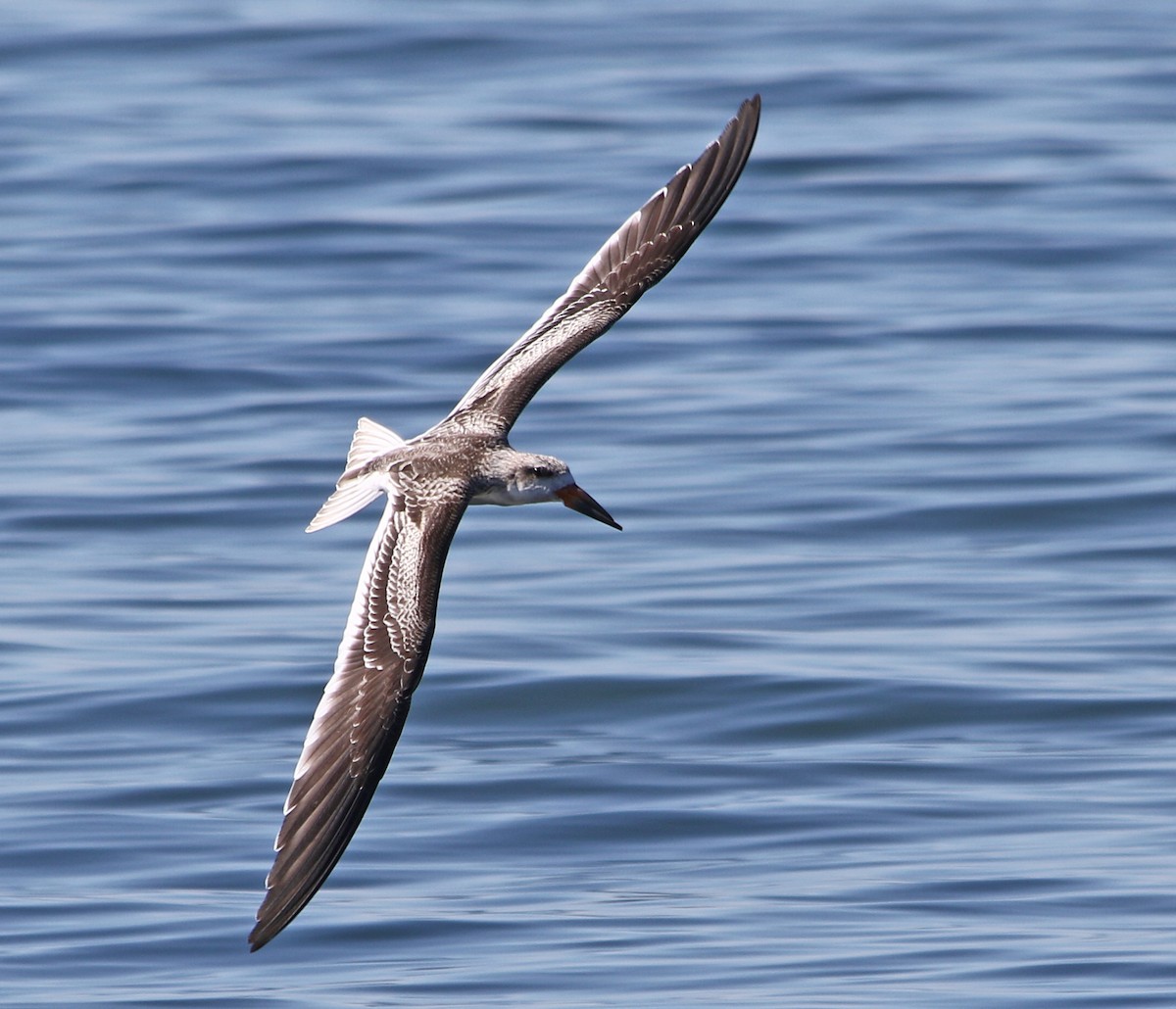 Чёрный водорез - ML642930641