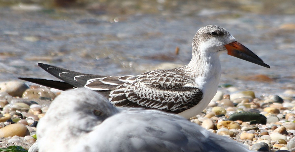 Чёрный водорез - ML642930642