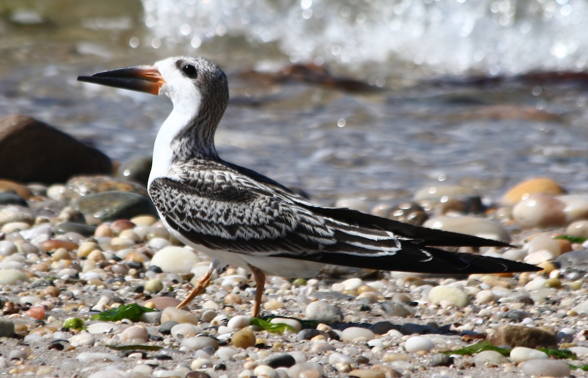 Чёрный водорез - ML642930643