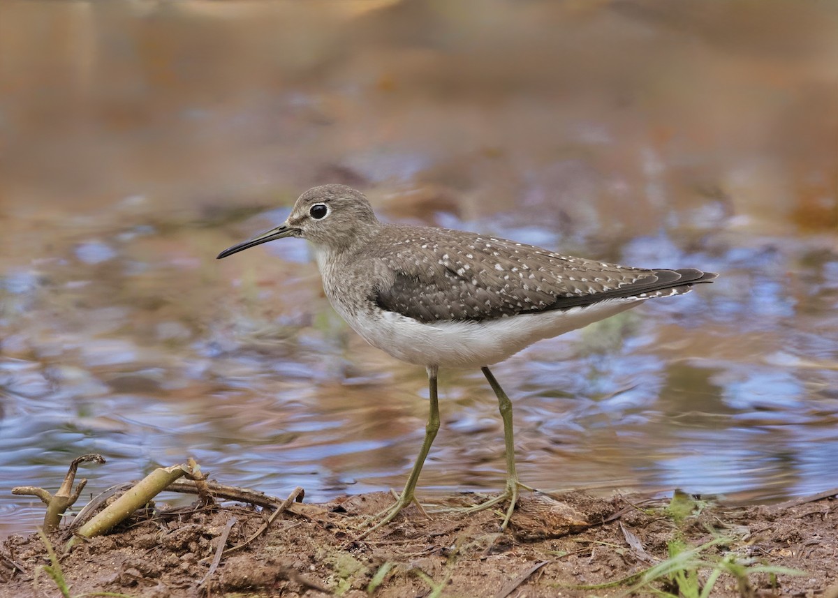 Solitary Sandpiper - ML642930648